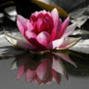 Meet your Posher, Ebony